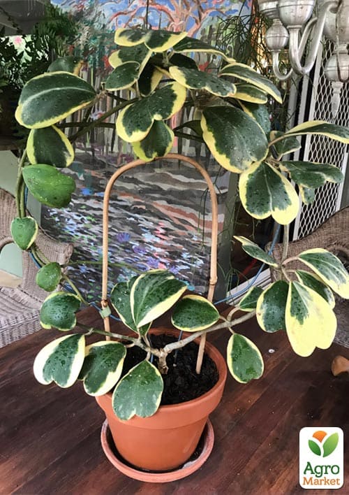 Хойя Керри "Striped Heart" - фото 6