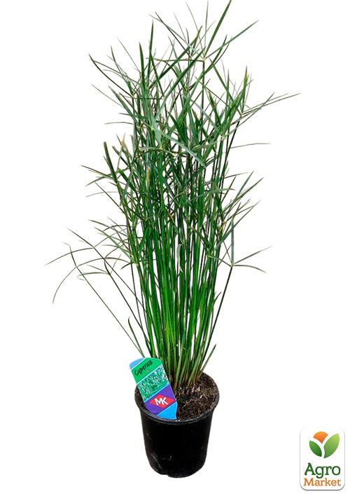 LMTD Пальма Парасолька "Cyperus alternifolius" висота 60-70см - фото 5