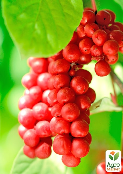 Лимонник китайский 2-х летний "Schisandra chinensis" С1.5 - фото 2