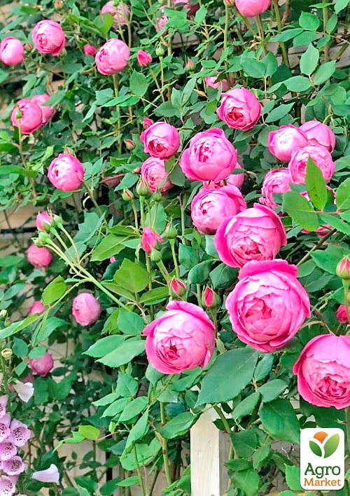 Троянда плетиста "Пінк Мушимара" (саджанець класу АА +) вищий сорт - фото 2