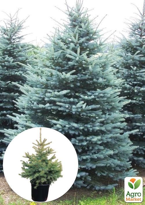 Ель Голубая колючая "Kaibab" С20, высота 40-70см