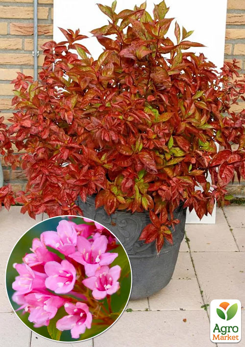 Вейгела "Wings Of Fire" 