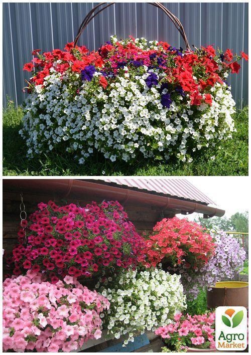На развес Петуния ампельная ТМ "Весна" цена за 1,5г - фото 3