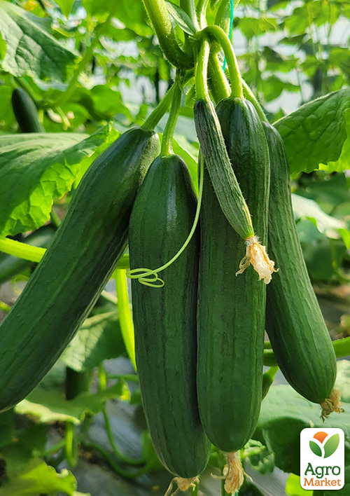 Огірок "Бет Альфа" (Зипер) ТМ "Весна" 2г