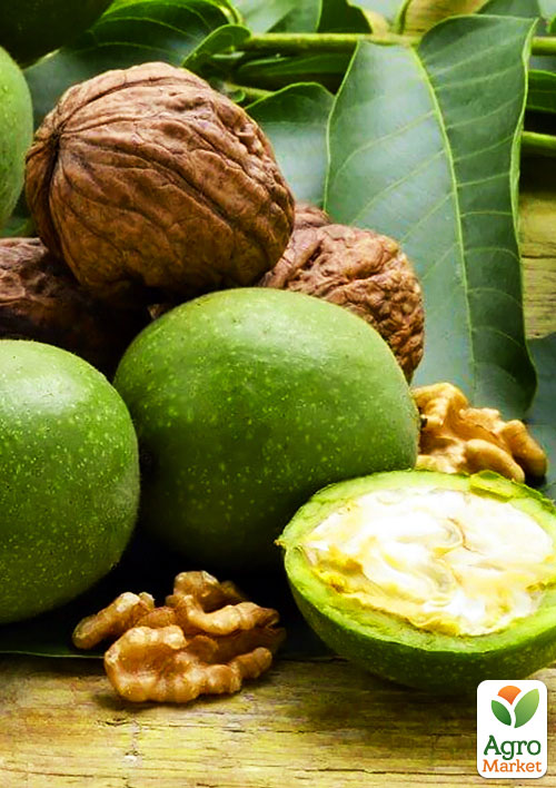 Волоський горіх "Топорівський" (середньостиглий термін дозрівання) - фото 5