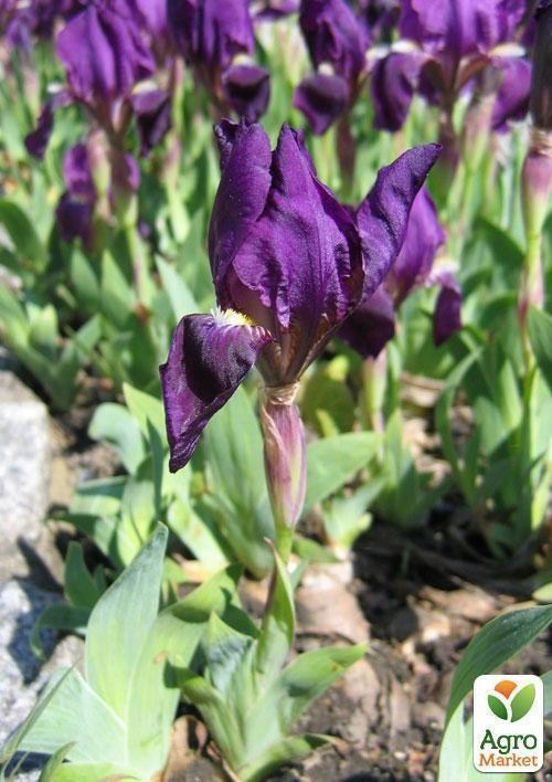 Ирис карликовый "Pervistok" 1шт в упаковке
