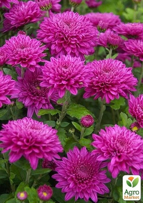 Хризантема  "Milwaukee Violet" (низкорослая среднецветковая)