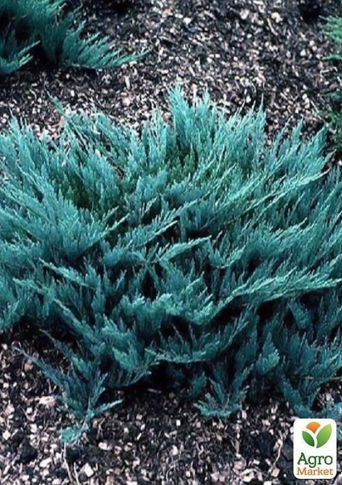 Ялівець горизонтальний `Blue Chip` контейнер 1л