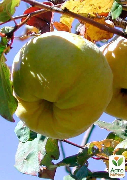 Айва "Мир" - фото 5