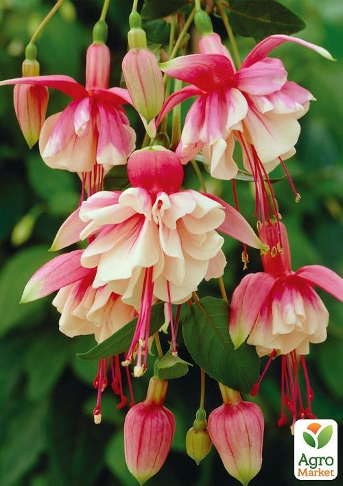 Фуксия ампельная "El Camino" (контейнер № 10, высота 5-10 см)