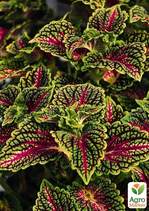 Колеус "Stained Glassworks Spacecake"  - фото 4