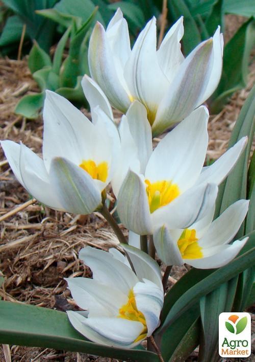 Тюльпан "Polychroma" (розмір 6/+) 3шт в упаковці