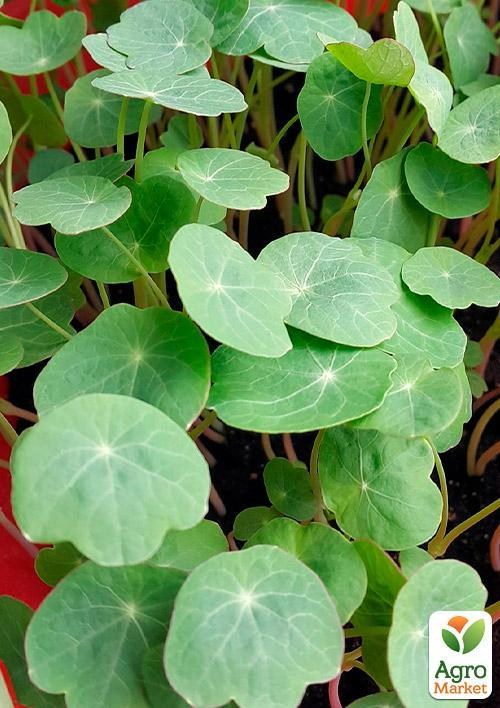 Мікрозелень "Настурція" (у банці) ТМ "Твоя Зелена Весна" 5г