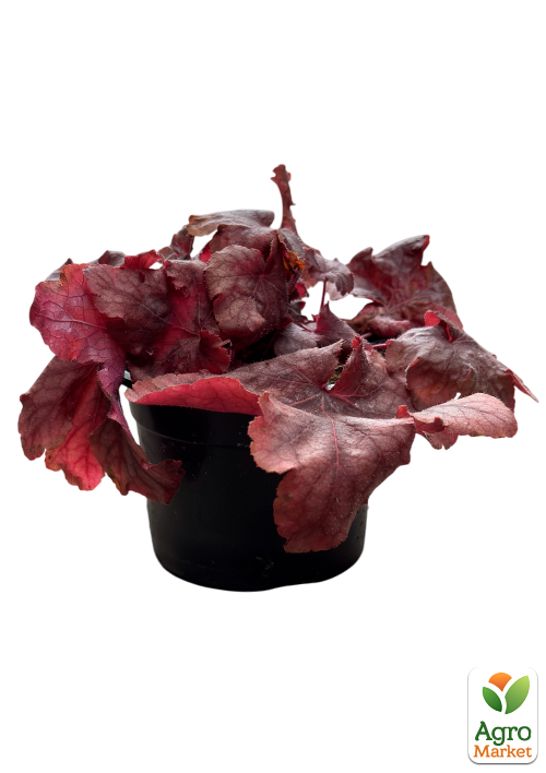 Гейхерелла (Heucherella) "Peach Tea" - фото 6