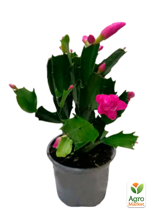 Шлюмбергера "Pink" (Декабрист, рождественник, зигокактус) - фото 5