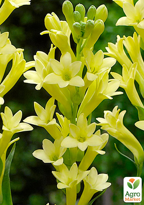 Тубероза "Super Gold Single" (Царица Ароматов) размер 7\8