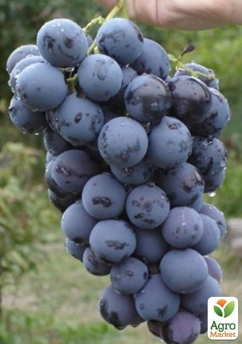 Виноград "Любаша" (ранний срок созревания, высокоустойчив к болезням)