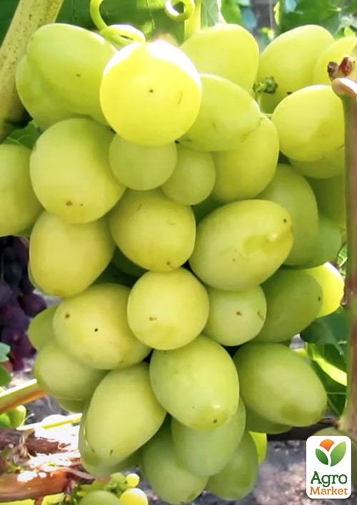 Виноград "Білий Кришталь" (надранній великий мускат)