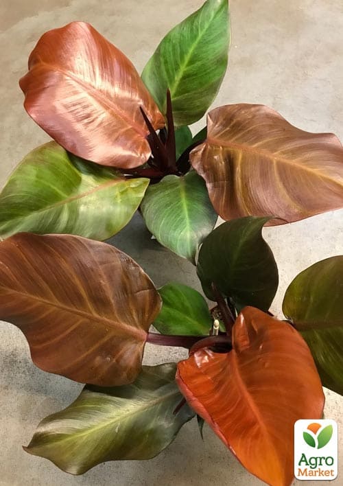 LMTD Філодендрон "Sunlight" висота 30-40см - фото 7