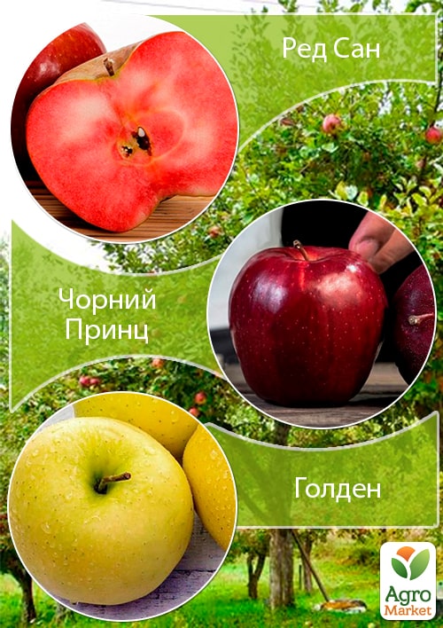 Дерево-сад Яблоня "Ред Сан+Черный Принц+Голден" 