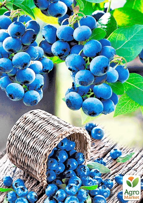 Лохина (чорниця садова) 2 роки "Сієрра" (Sierra) С2 висота 50-60см - фото 6