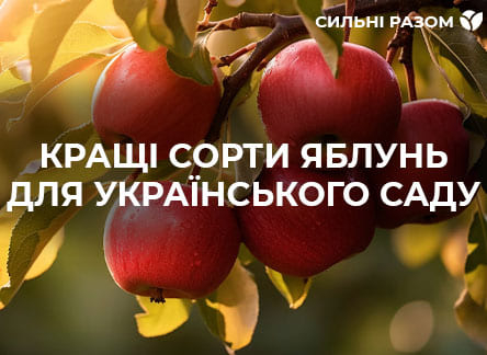 Найкращі сорти яблунь для українського саду