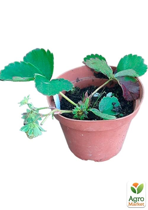 Клубника садовая ремонтантная "Murano" укорененная в контейнере - фото 9