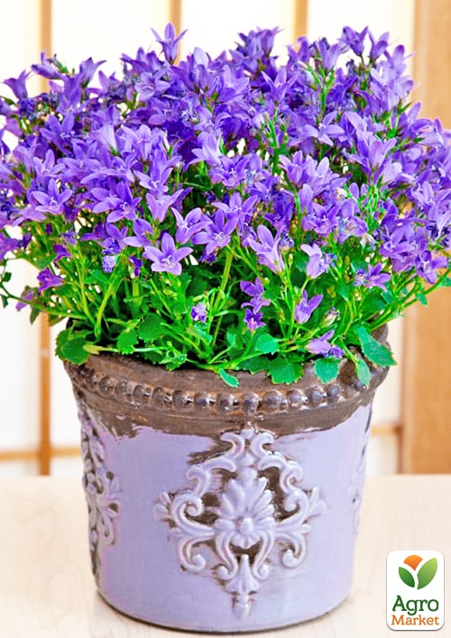 Кампанула квітуча "Isophylla Violet" (Нідерланди)