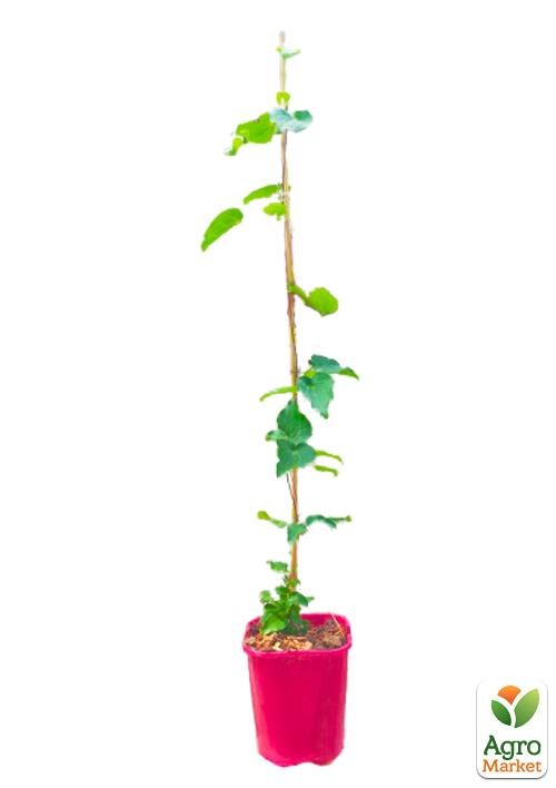 Клематис 3-х летний "Red Star" С2 - фото 3