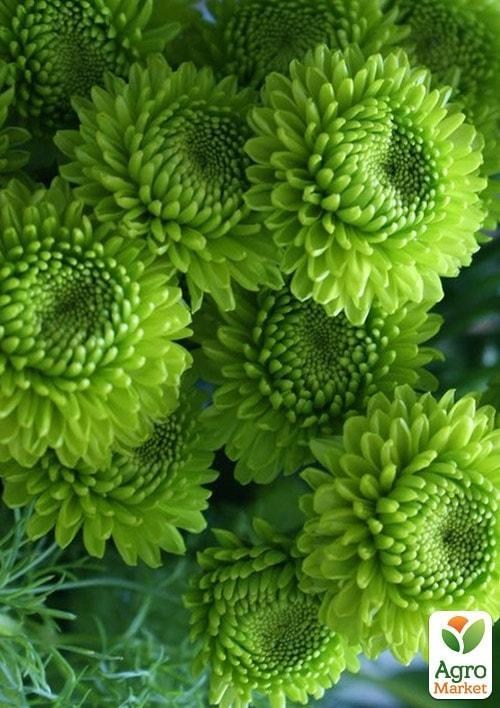 Хризантема кущова зрізочна "Country"