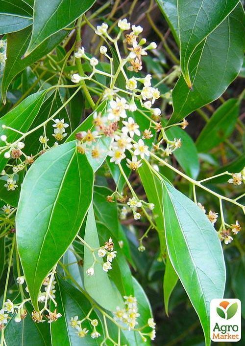 Камфорное дерево "Коричник Камфорный" (пряно-ароматический, душистый) - фото 3