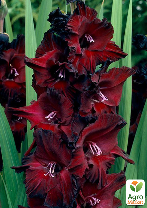 Гладіолус "Black Star"