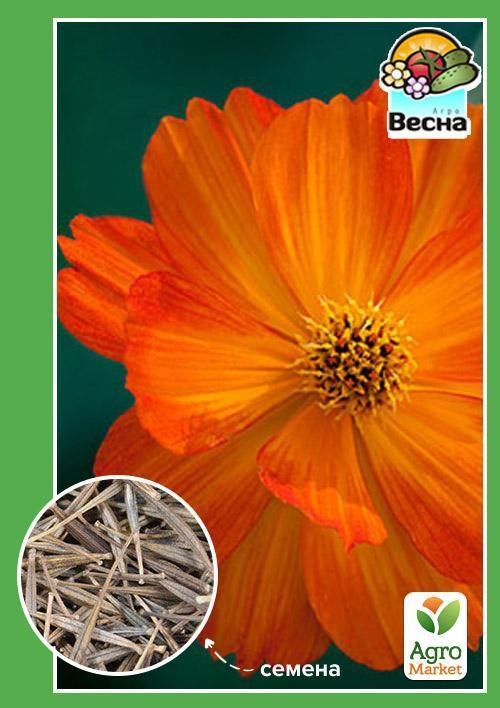 Космея махровая ТМ "Весна" 0.3г