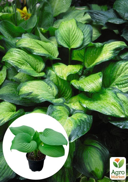 Хоста гібридна "Guacamole" С3