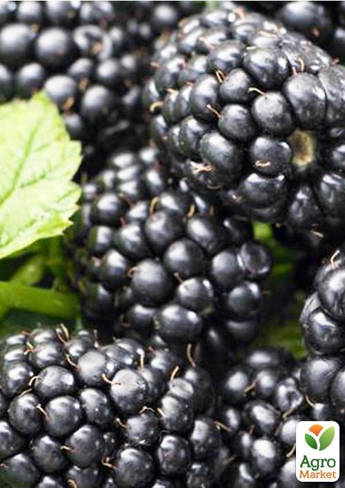 Ежевика ранняя "Натчез" (Natchez)