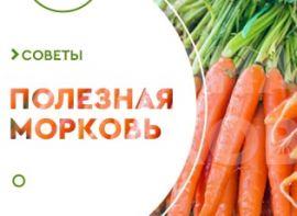 Корисні властивості моркви - корисні статті про садівництво від Agro-Market