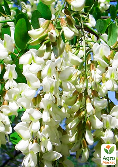 Софора японская (лечебное и медоносное дерево), Р9