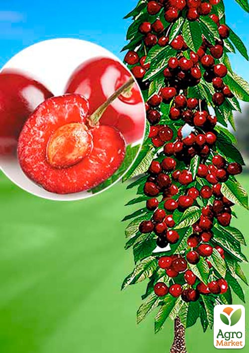 Черешня колоновидна "Ревна"