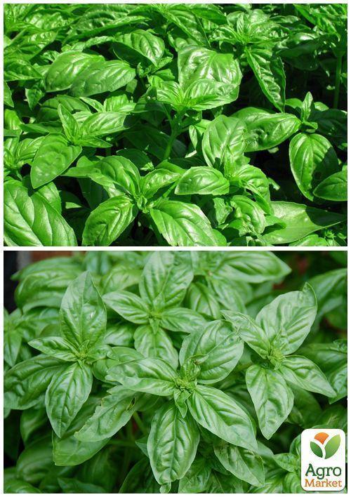 На развес Базилик зеленый ТМ "Весна" цена за 3г - фото 3