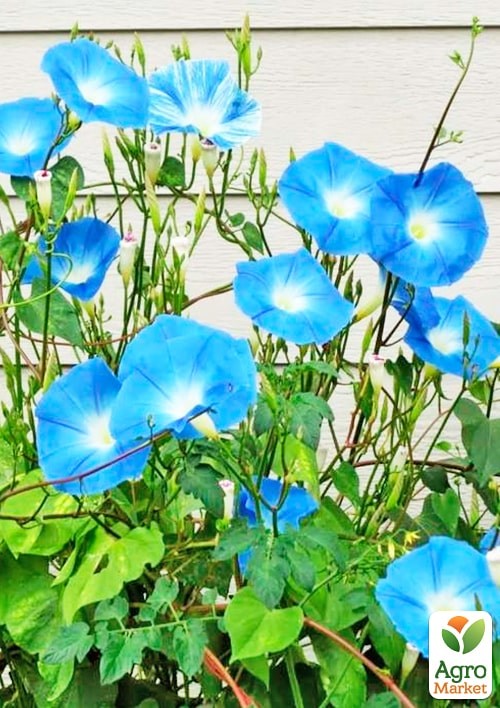 Ипомея голубая (Зипер) ТМ "Весна" 1г - фото 2