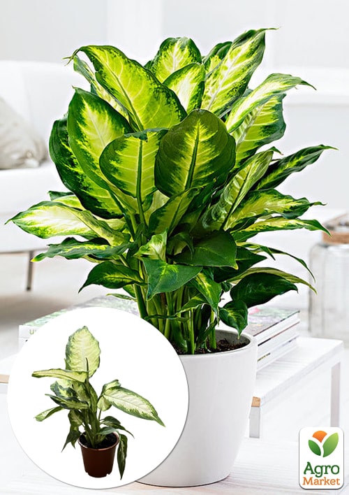Дифенбахія (Dieffenbachia) "Camilla" висота 30-50см