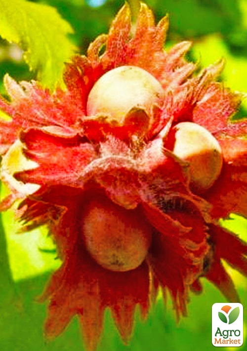 LMTD Фундук краснолистный  "Siren" высота 50-70см - фото 6