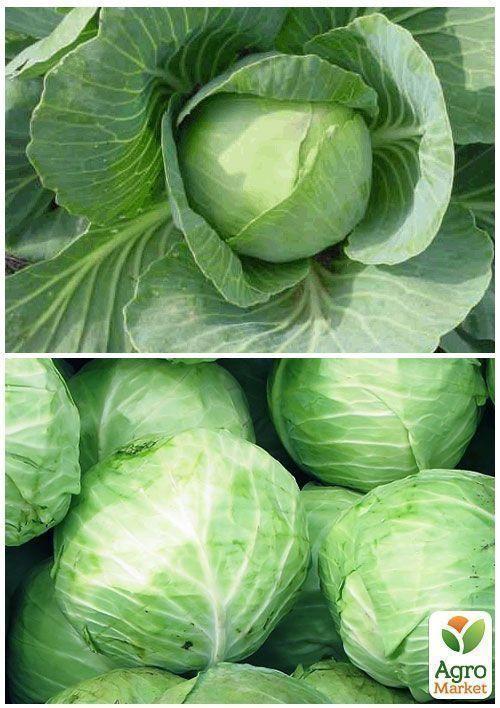 На вагу Капуста "Дітмаршер Фрюєр" ТМ "Весна" ціна за 4г - фото 4