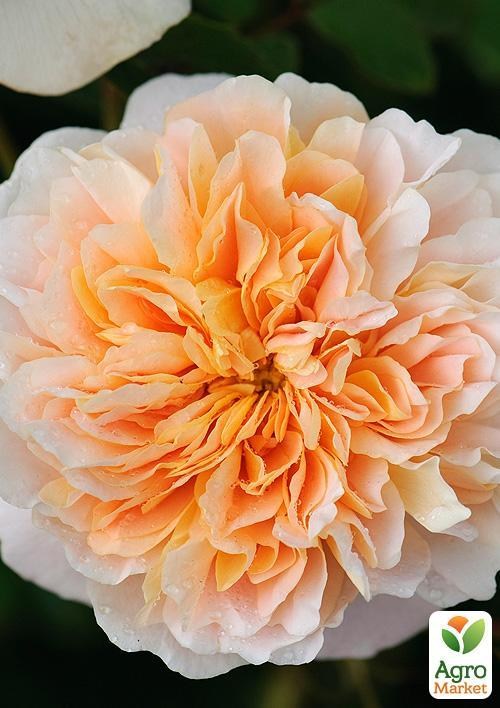 Роза английская "Tea Clipper" (саженец класса АА+) высший сорт