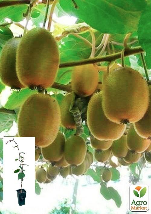 Киви "Соло" (самоопыляемый) укорененный в контейнере (саженец 2 года)