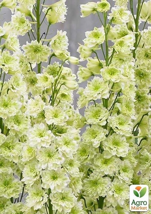 Дельфиниум махровый "Morning Sunrise" - фото 2