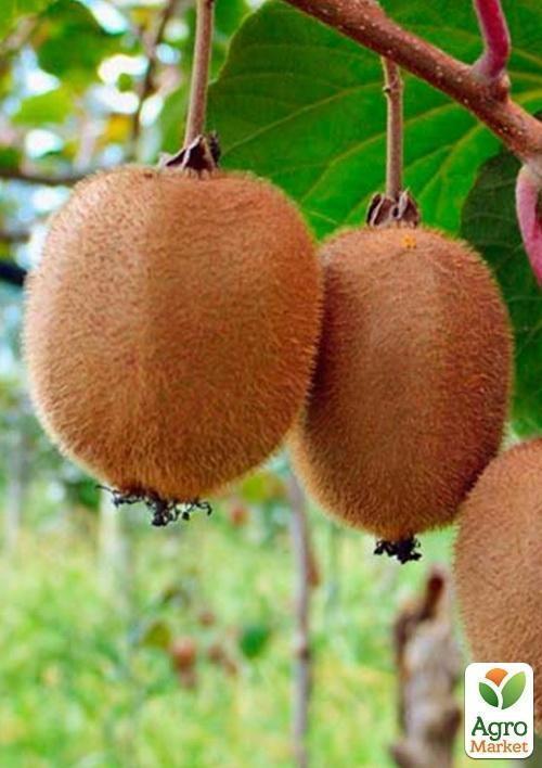 Эксклюзив! Киви темно-коричневый "Мистер Майк" (Mr. Mike) (премиальный супер сочный сорт, перекрестное опыление, садить по 2шт) - фото 7