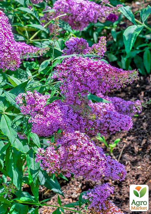 Буддлея "Gulliver" - фото 6