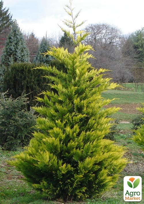 Купрессоціпаріс Лейланда "Gold Rider" (висота 80-100см) - фото 2