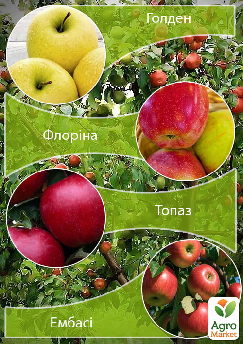 Дерево-сад Яблоня "Голден+Флорина+Топаз+Эмбасси" 